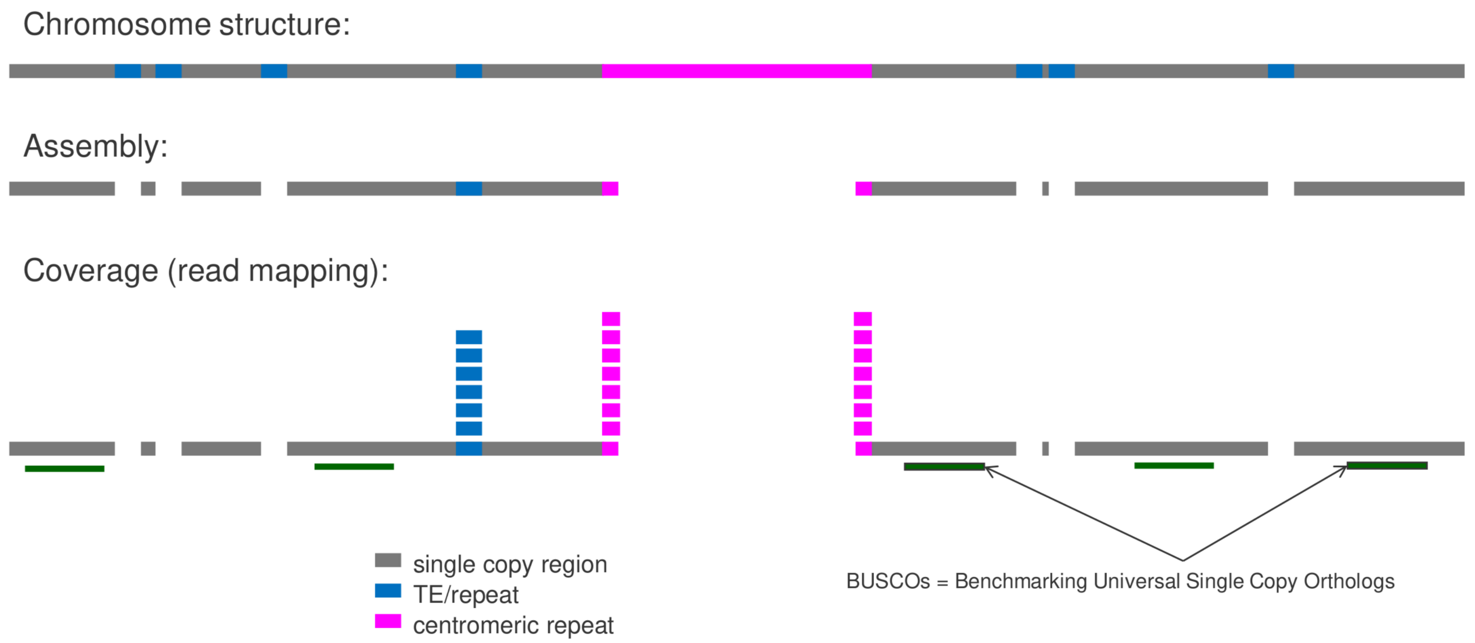 MGSE concept (Pucker, 2021; doi:10.1101/607390)