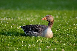 Pato sentado