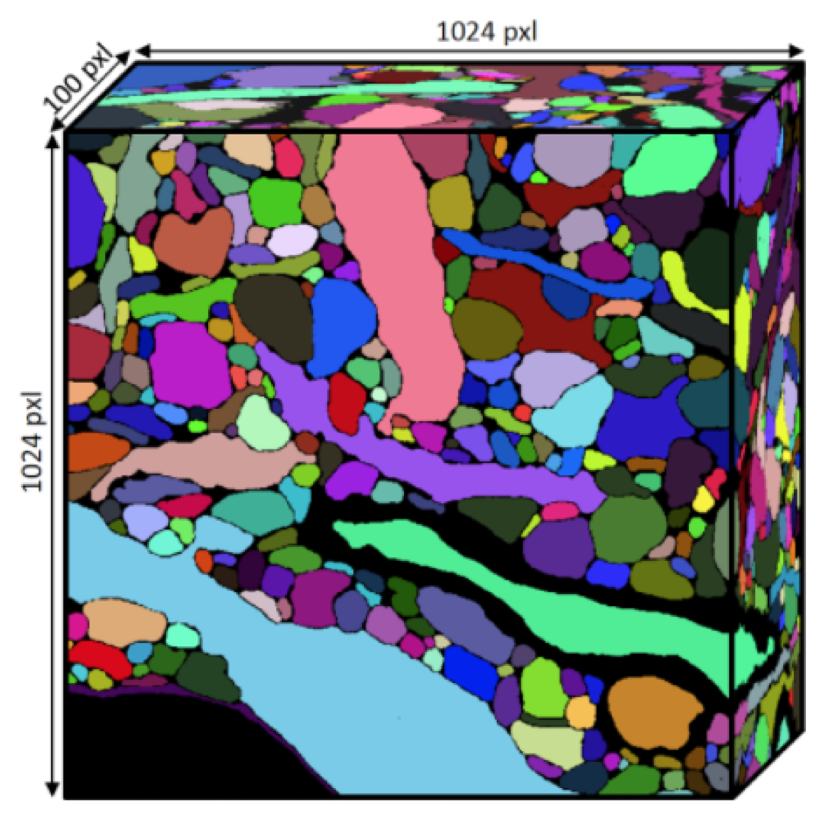 A Labeled 3D Image. Credit: Kisuk Lee